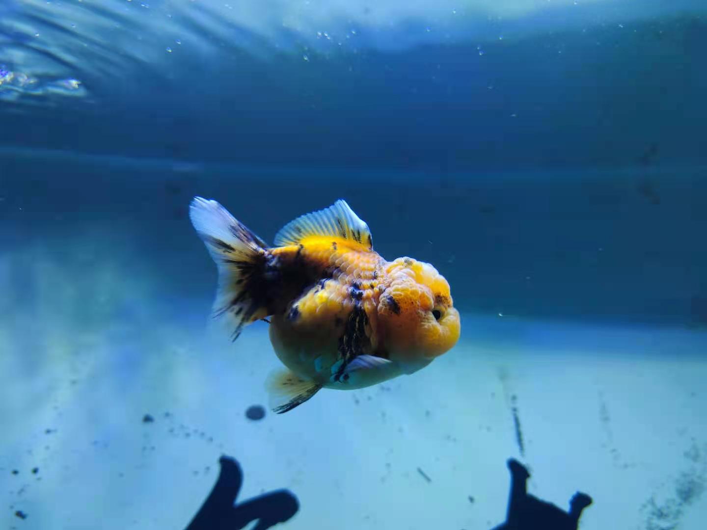金鱼在鱼缸里能自然繁殖吗，金鱼的养殖和繁殖技术有哪些