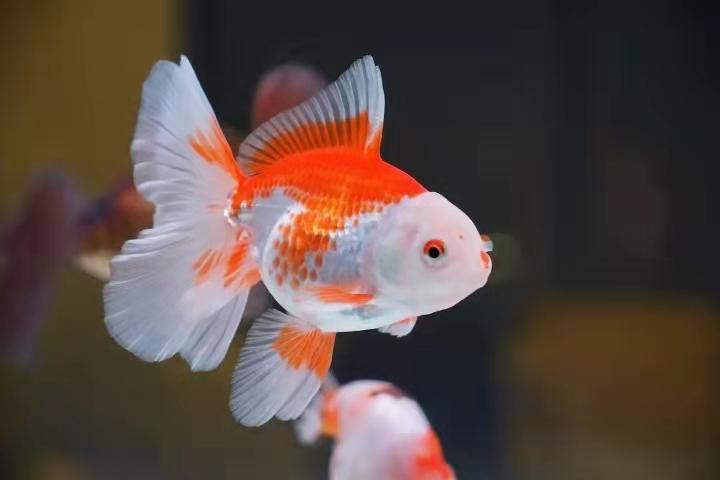 金鱼在鱼缸里能自然繁殖吗，金鱼的养殖和繁殖技术有哪些