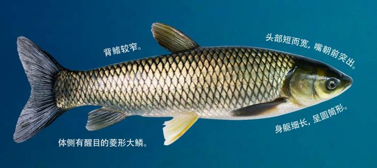 常见的鱼类养殖品种有哪些（列举几种常见的养殖鱼类）