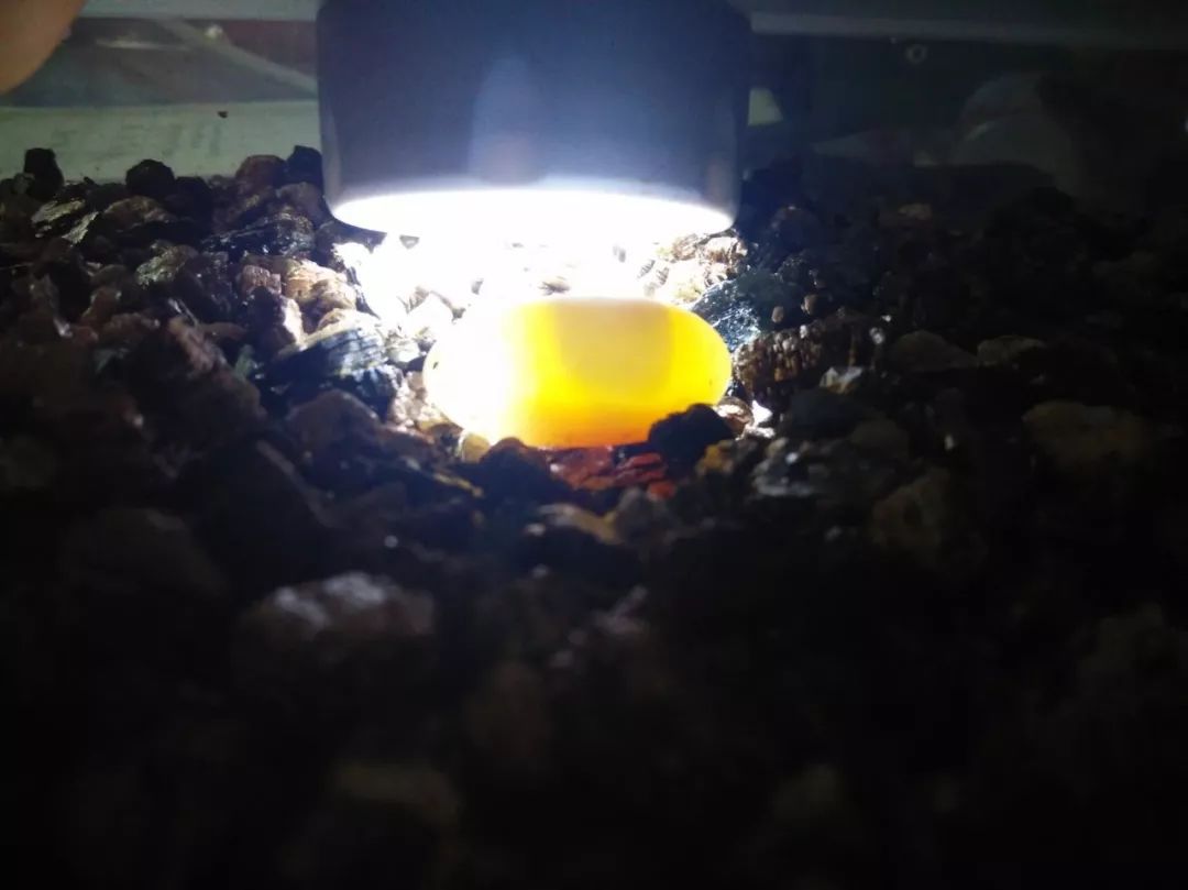 乌龟蛋的孵化方法（详解乌龟蛋的孵化过程）
