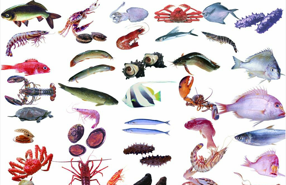 常见的鱼类养殖品种有哪些（列举几种常见的养殖鱼类）