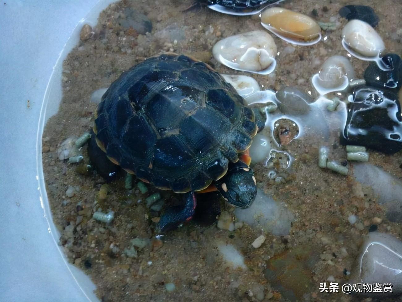 乌龟的适宜饲料及喂养方式（分享乌龟的适宜饲料选择与喂养技巧）