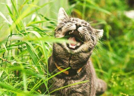 猫吃草是什么原因为什么吃草会死，猫吃草的原因很可能是什么引起的