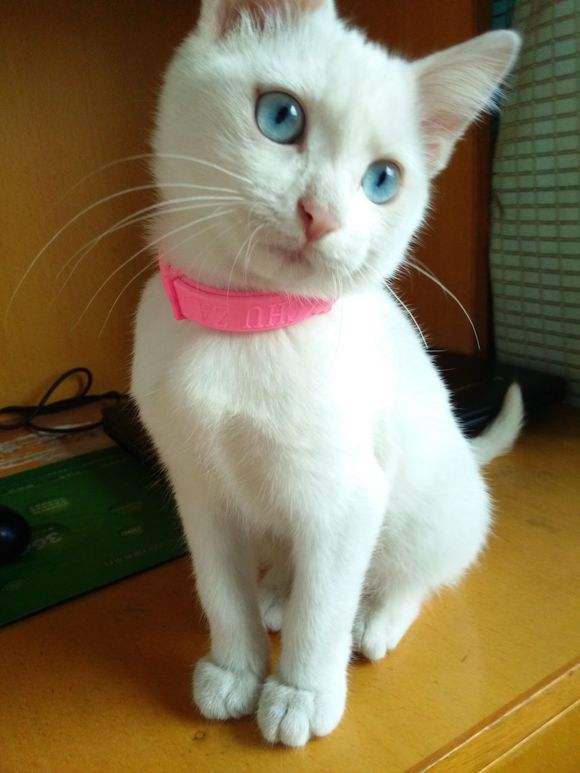 蓝眼白猫是土猫吗，蓝眼睛的猫的外形特征