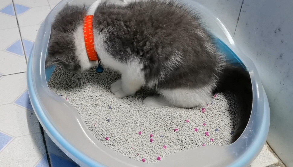 一个月幼猫多久拉一次大便，如何帮助小猫排便排尿