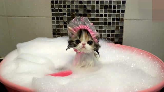 小猫多大能洗澡怎么洗，小猫洗澡的注意事项有哪些