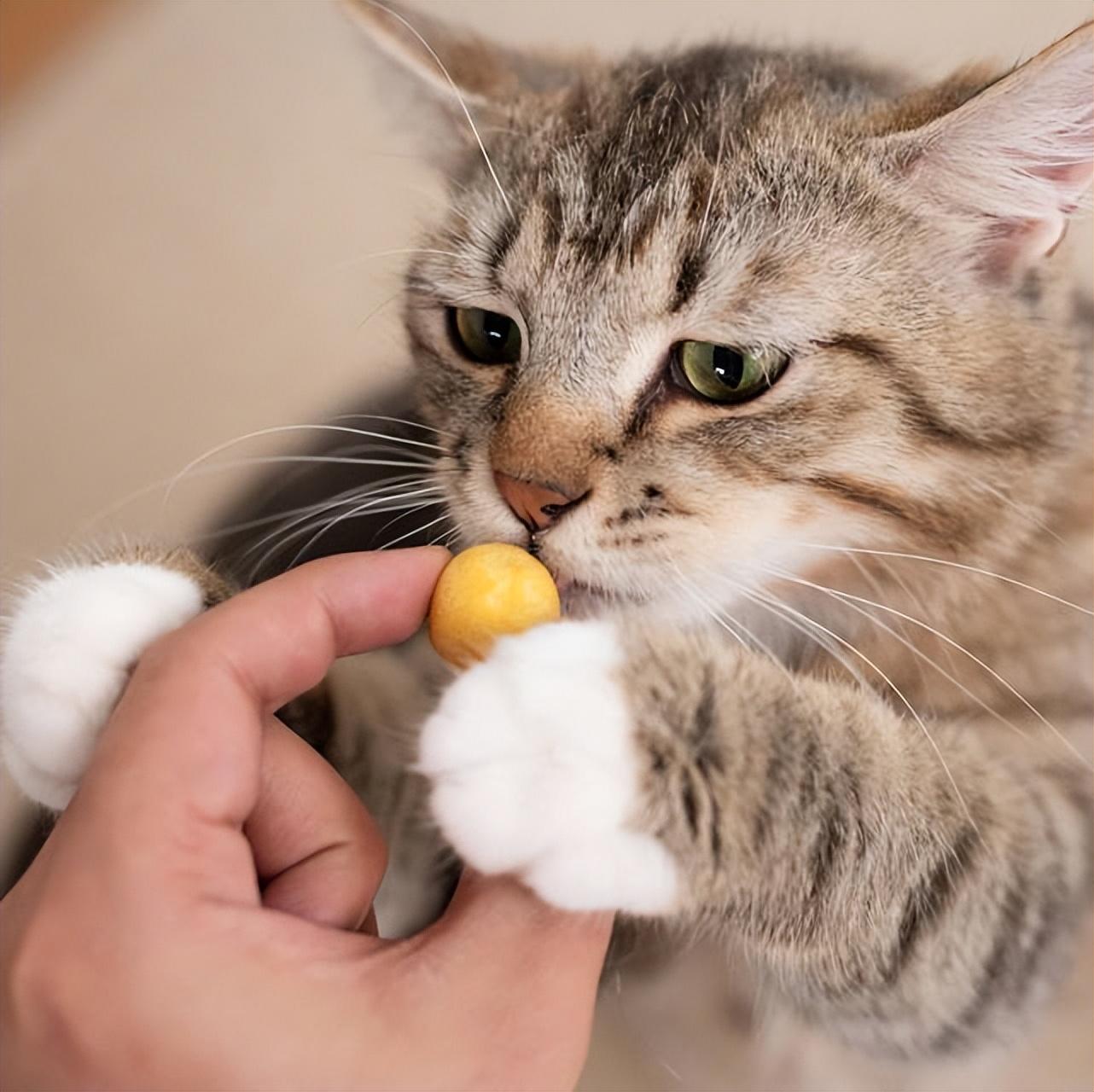 猫可以吃板栗吗熟的，猫最爱吃的食物排行榜