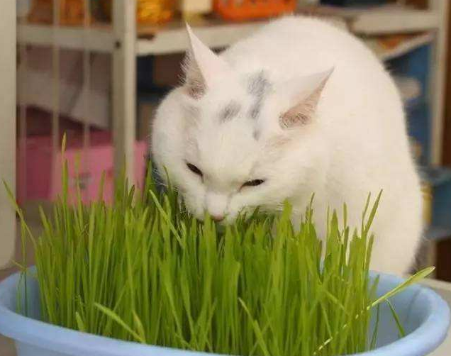 猫吃草是什么原因为什么吃草会死，猫吃草的原因很可能是什么引起的