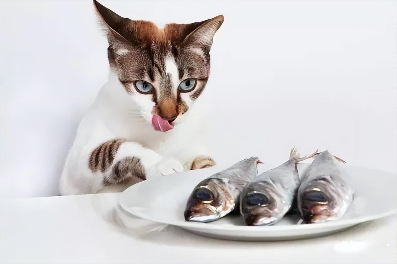 猫可以吃板栗吗熟的，猫最爱吃的食物排行榜