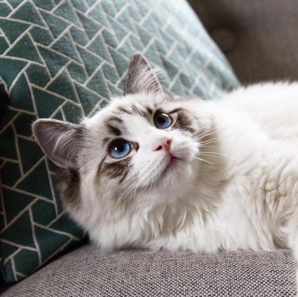 布偶猫咪的寿命最长能活多少年，布偶猫的寿命一般有几年