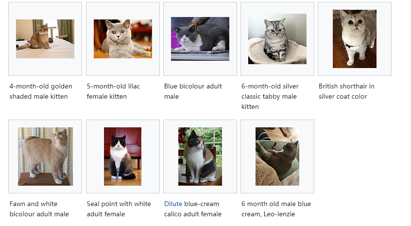 灰色的猫是什么品种的猫，蓝猫为啥是灰色的