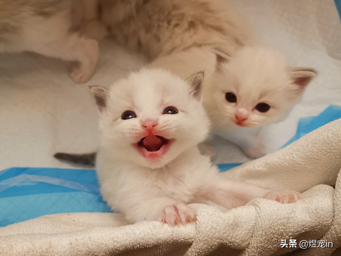 二个月幼猫公母分辨图布偶猫怎么看，布偶猫公猫和母猫的区别