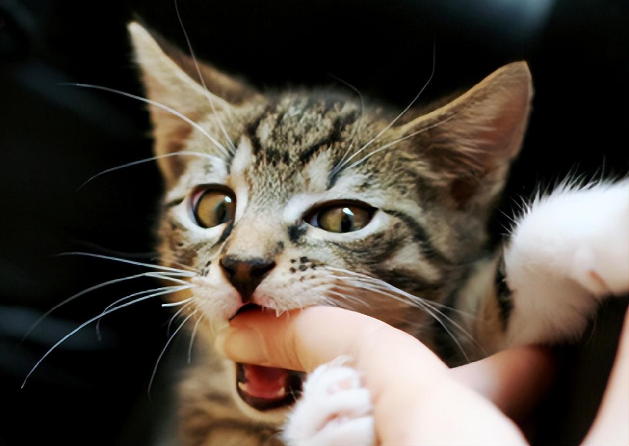 猫咪舔我的手,轻咬我的手是什么意思，猫抱着你的手又咬又蹬又舔