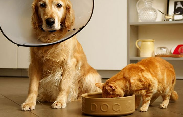 狗吃猫粮会有什么影响吗，狗狗长期吃猫粮的后果怎么样