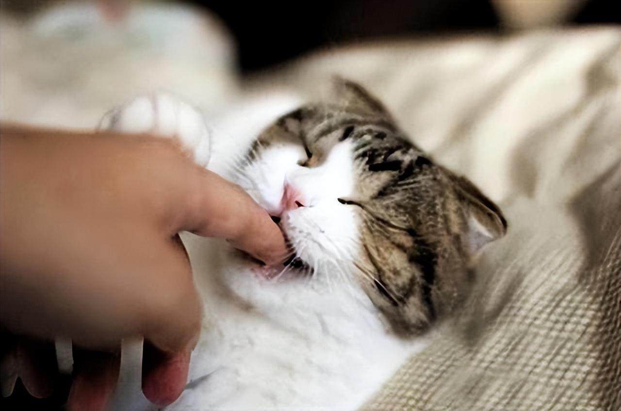 猫咪舔我的手,轻咬我的手是什么意思，猫抱着你的手又咬又蹬又舔