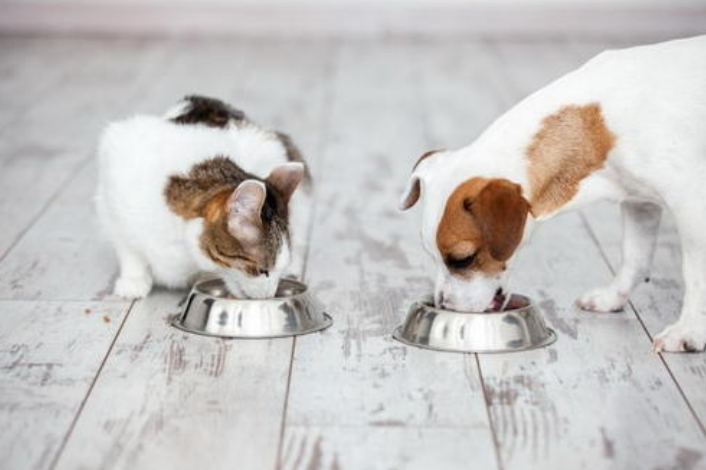 狗吃猫粮会有什么影响吗，狗狗长期吃猫粮的后果怎么样