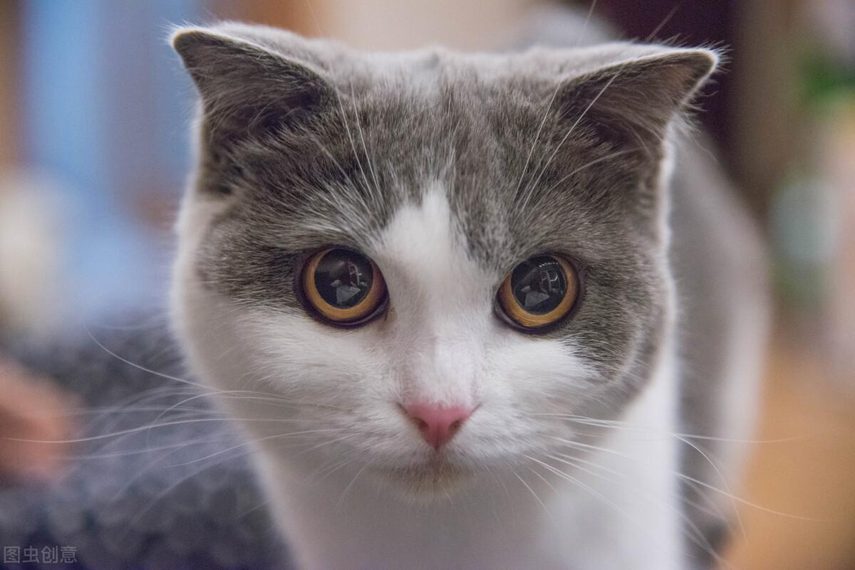 猫眼皮上方突然红肿怎么回事，猫咪的眼睛红肿有眼屎怎么办