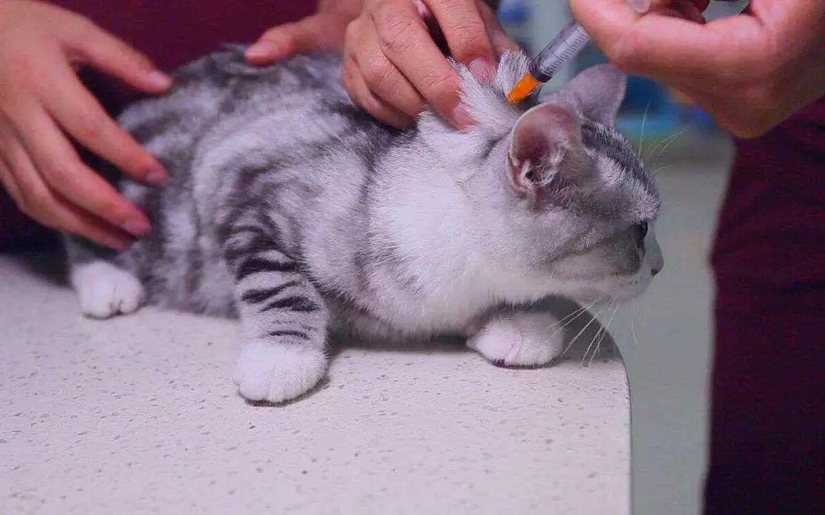 猫疫苗间隔时间长会有影响吗，猫打疫苗去宠物店还是医院比较好