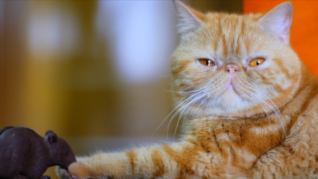 加菲猫为什么老是流眼泪，为什么猫咪流眼泪擦出来是褐色的