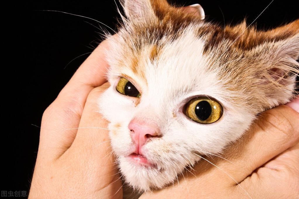 干性猫传腹能活多久，猫传腹后期还有救吗