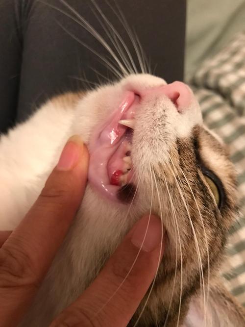 猫换牙吗换几次，怎么判断猫是不是在换牙