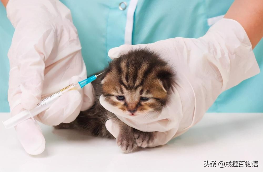 猫多大打疫苗和驱虫，猫咪打疫苗需要注意什么事项