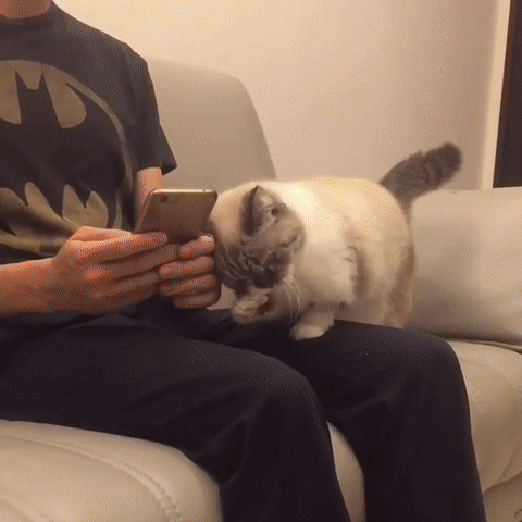 怎么教出一只粘人的猫咪，怎么快速让猫喜欢你粘着你