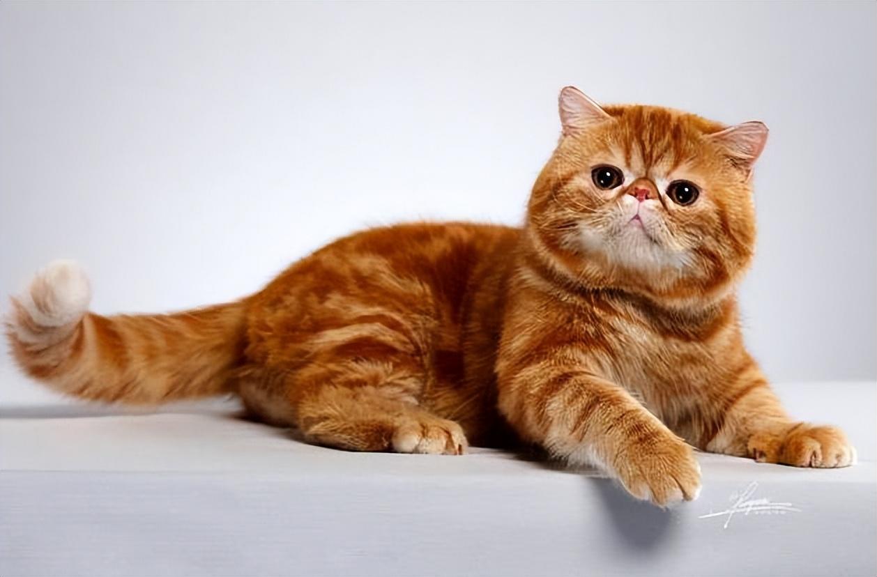 猫咪肾脏受损5大征兆是什么，猫咪肾脏受损了能活多久