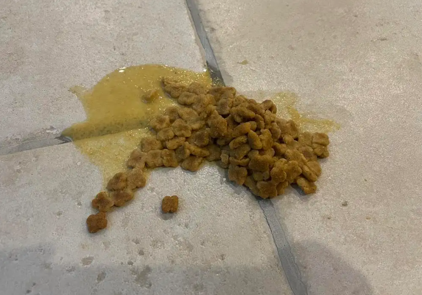猫吐了猫粮怎么回事，猫吐了一堆软化的猫粮和黄水