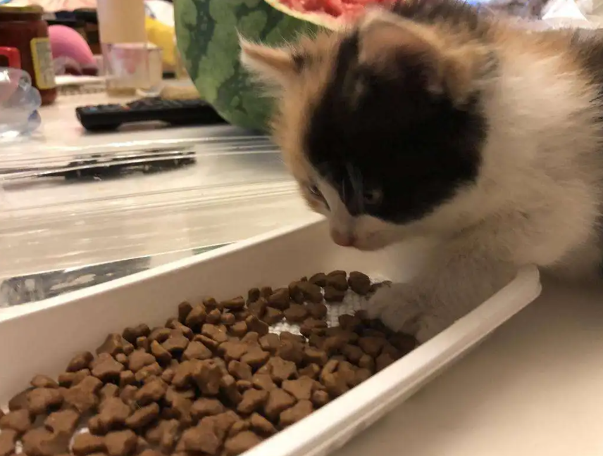 猫吐了猫粮怎么回事，猫吐了一堆软化的猫粮和黄水