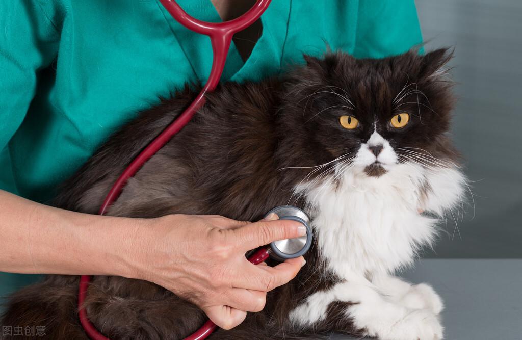 猫黄疸症状早期表现有哪些，猫黄疸症怎么在家治疗