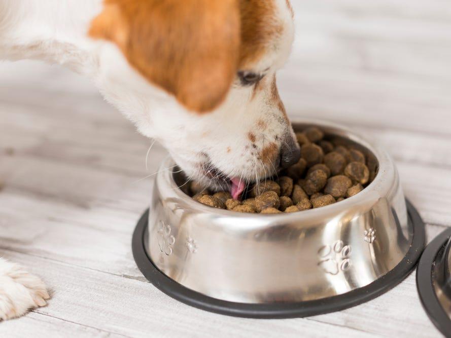多余的猫粮可以给狗吃吗有毒吗，狗狗吃了猫粮会怎么样?