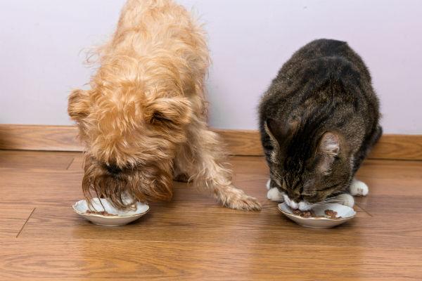 多余的猫粮可以给狗吃吗有毒吗，狗狗吃了猫粮会怎么样?