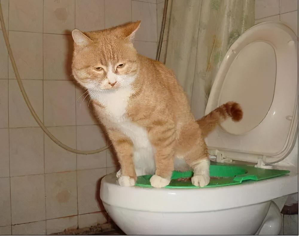 6个月猫咪不在猫砂盆里拉屎怎么回事，猫咪不在猫砂盆拉屎 只尿怎么办