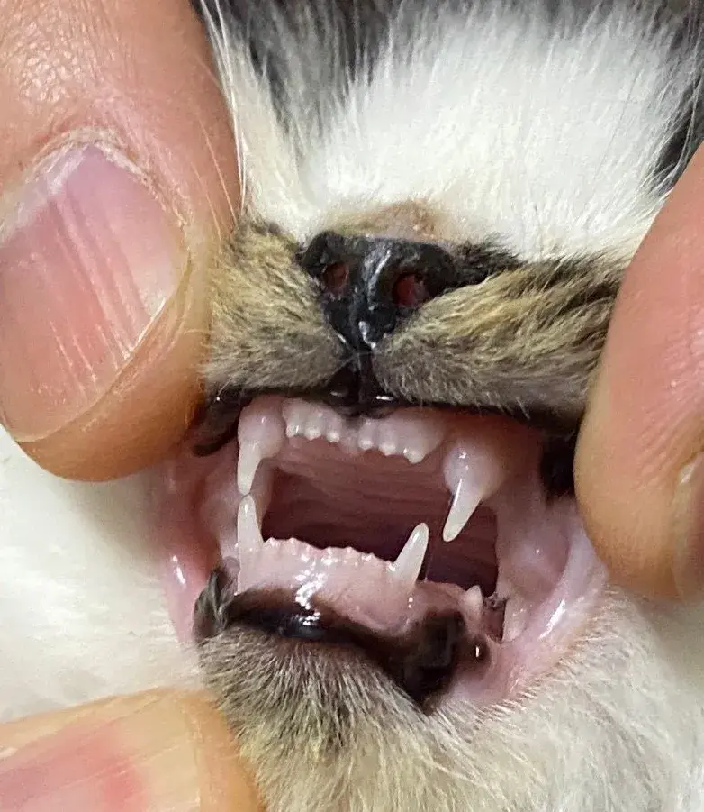 怎么看猫的牙齿判断年龄大小，如何判断一只猫咪多大了