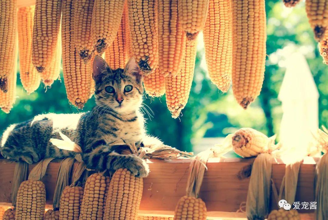 猫可以吃荔枝吗?为什么，猫喜欢吃什么食物除了猫粮