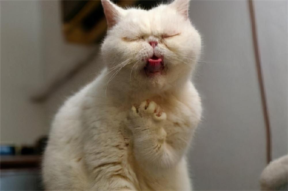 小猫咪呕吐食物是怎么回事，猫咪呕吐是什么原因造成的