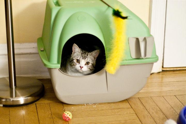 猫咪尿床怎么纠正，猫咪尿床原因和解决办法