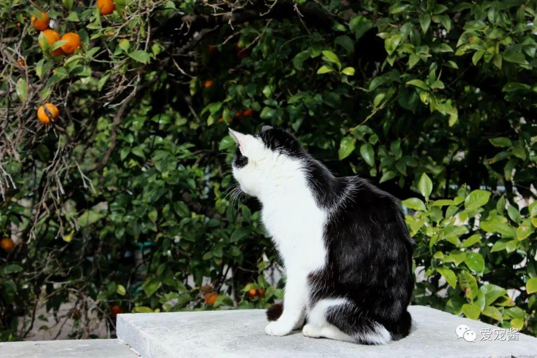 猫可以吃荔枝吗?为什么，猫喜欢吃什么食物除了猫粮