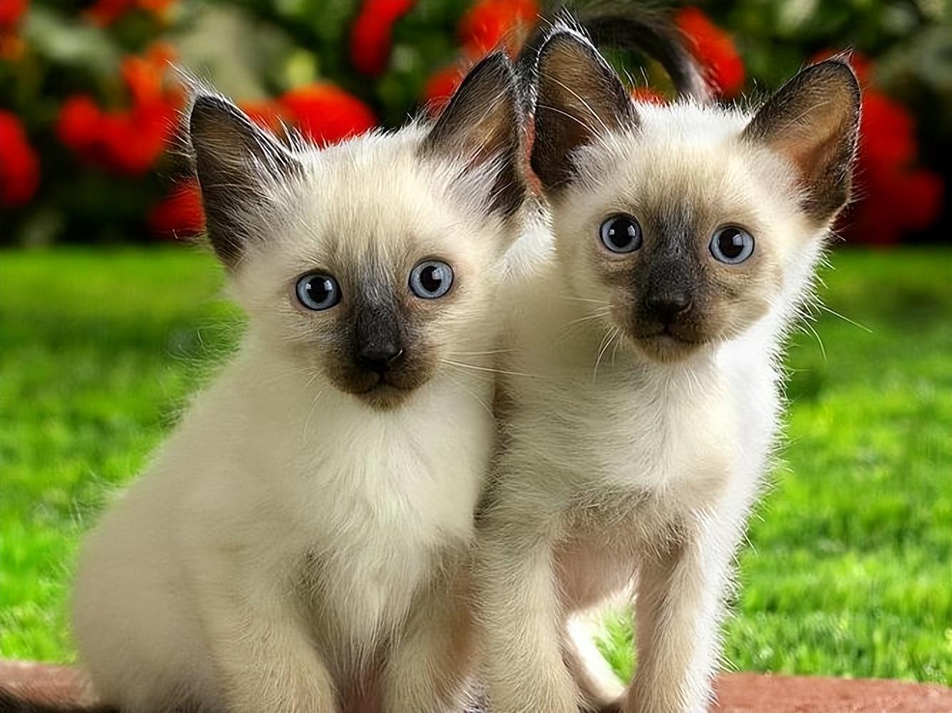 虎斑暹罗猫多少钱一只幼崽，泰国的猫都是暹罗猫吗
