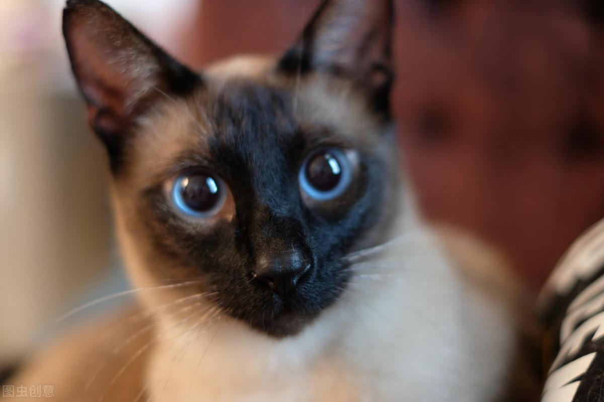 东奇尼猫和暹罗猫区别在哪，长得像暹罗的布偶猫是什么品种