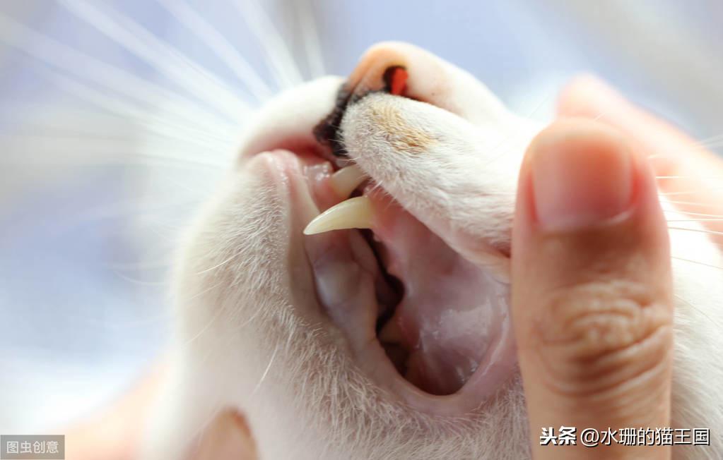 猫的牙齿掉了会不会再长出来?猫咪的犬齿断了吃饭会有影响吗