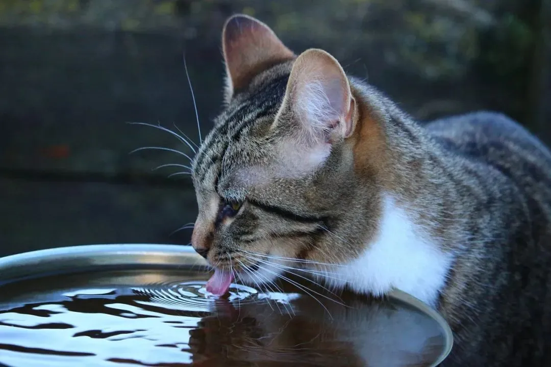 猫咪怎么算频繁喝水，猫咪喜欢喝水是好事还是坏事