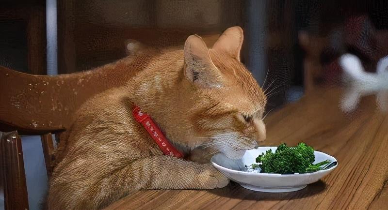 猫都吃什么人类吃的，小猫吃什么食物除了猫粮和肉