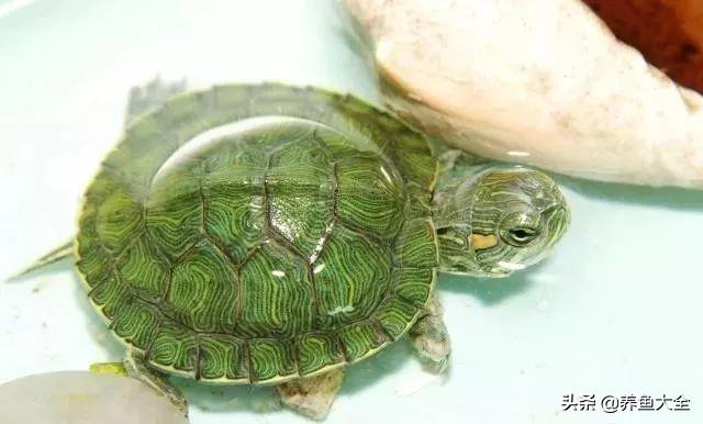 小乌龟几天换一次水几天喂一次食，小乌龟要怎么养才好