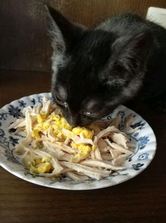 猫都吃什么人类吃的，小猫吃什么食物除了猫粮和肉