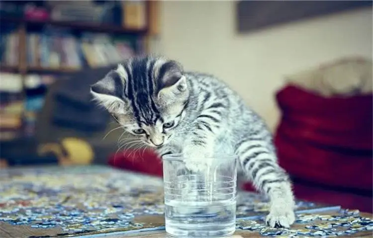 猫咪怎么算频繁喝水，猫咪喜欢喝水是好事还是坏事