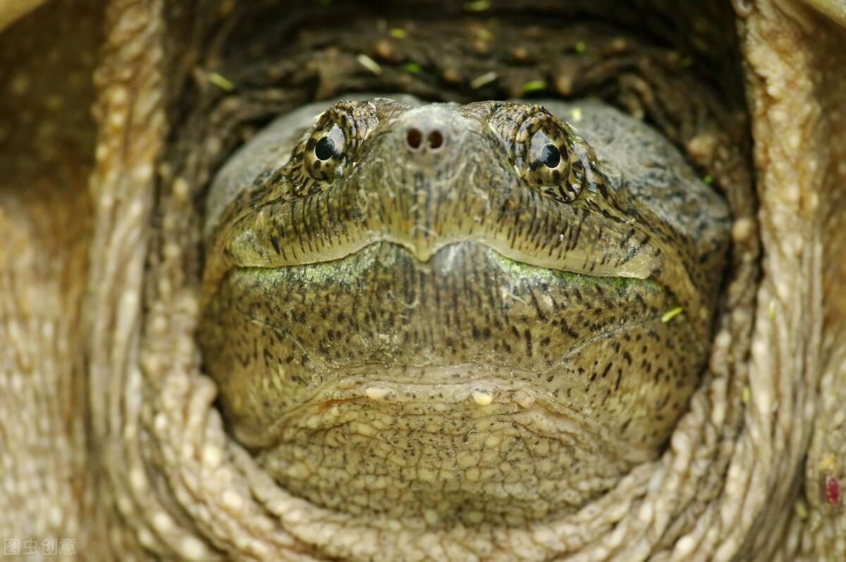 杂佛和北美哪个好养活，北美鳄龟跟佛鳄怎么区分图片