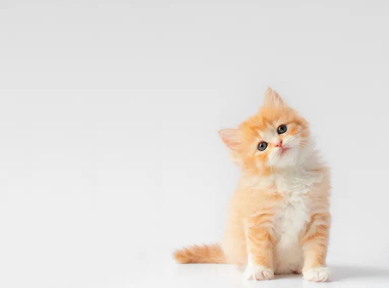 6个月的猫能吃生肉吗为什么，小猫怎样度过离乳期