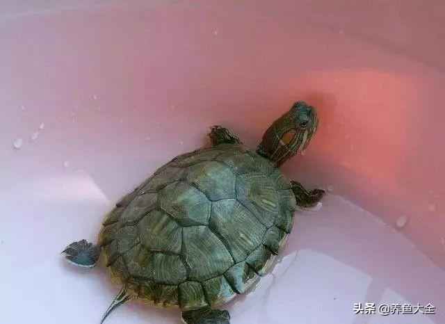 小乌龟几天换一次水几天喂一次食，小乌龟要怎么养才好